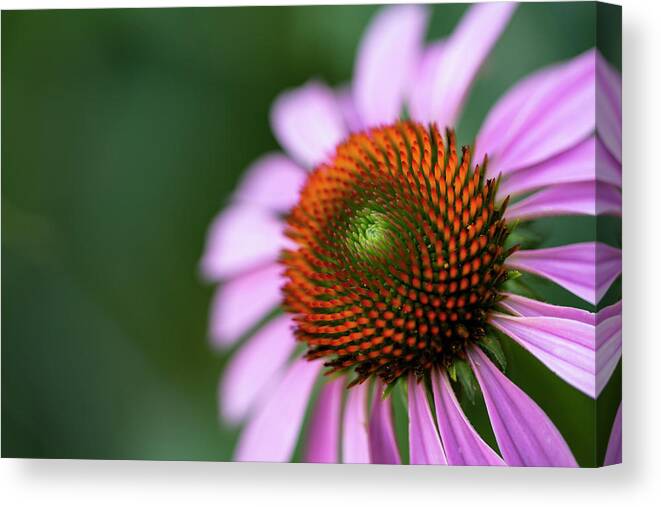 Central Park Canvas Print featuring the photograph Flowers of NYC - Purple Coneflower by Marlo Horne