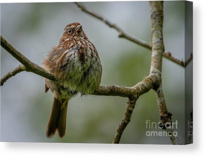 Melospiza Melodia Canvas Print featuring the photograph Fluffed up Song Sparrow by Nancy Gleason