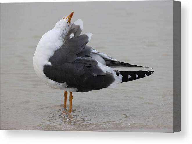 Herring Gulls Canvas Print featuring the photograph Fluffy Beauty by Mingming Jiang
