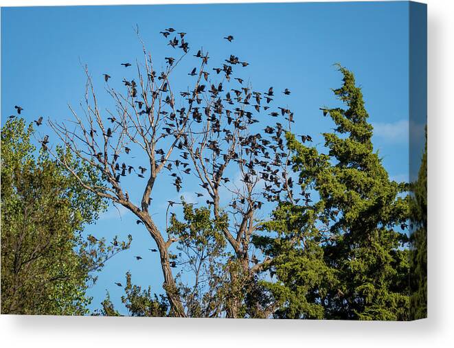 Avian Canvas Print featuring the photograph Flying Flock of Common Grackles by Debra Martz