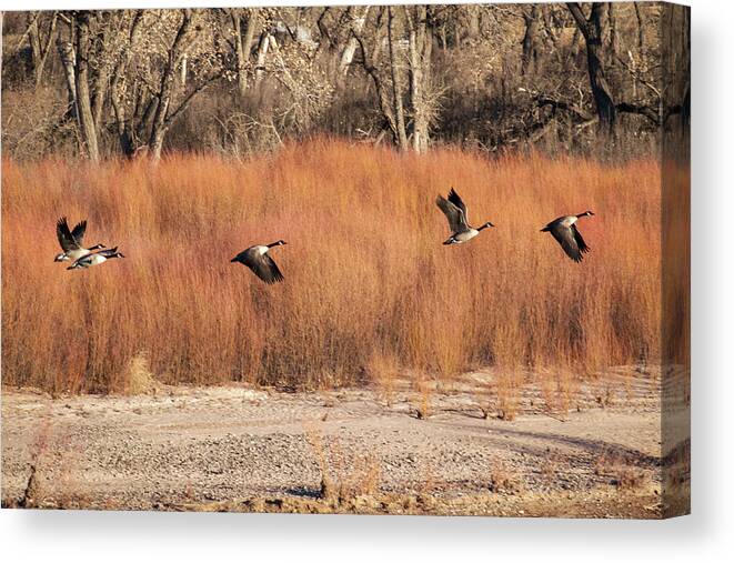 Geese Canvas Print featuring the photograph Flying Geese in the Bosque by Mary Lee Dereske