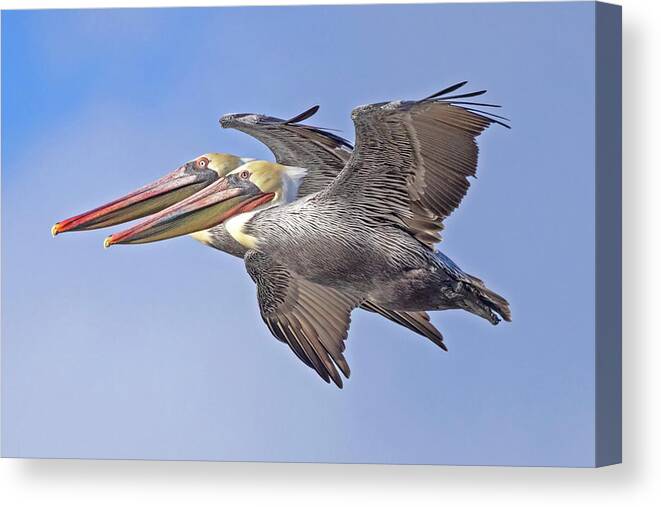  Canvas Print featuring the photograph Flying Brown Pelicans #1 by Carla Brennan