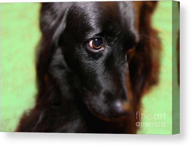 Rescue Dog Canvas Print featuring the photograph Focus by Amy Dundon