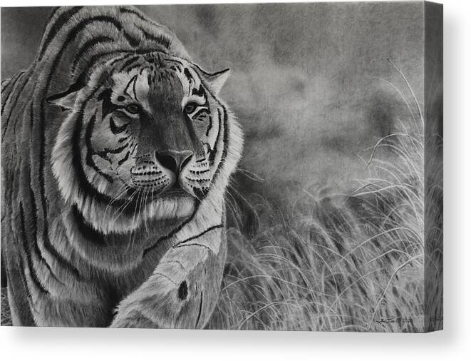 Tiger Canvas Print featuring the drawing Focus by Greg Fox