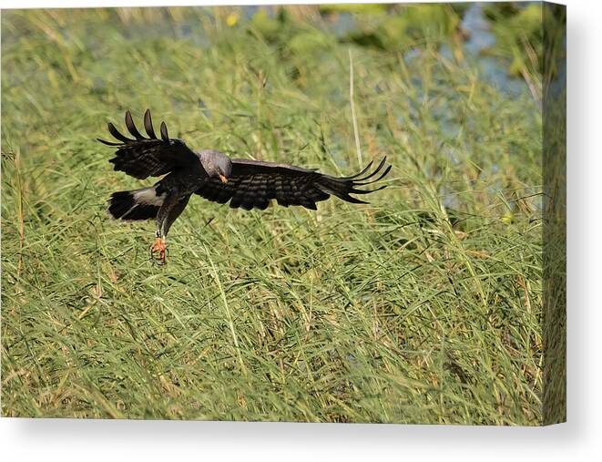 Florida Birding Canvas Print featuring the photograph Focused by Dawn Currie