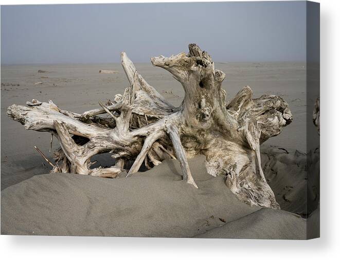 Beach Combing Canvas Print featuring the photograph Fog and Driftwood by Robert Potts