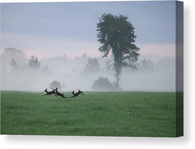 Whitetail Deer Canvas Print featuring the photograph Foggy Fawns by Brook Burling