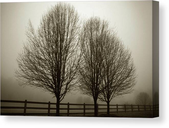 Trees Canvas Print featuring the photograph Foggy Morning by Elvira Butler