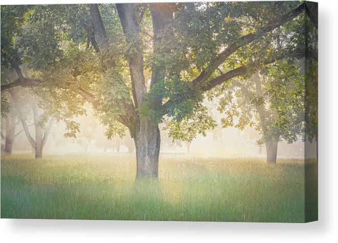 Tree Canvas Print featuring the photograph Foggy Sunrise Through The Trees by Jordan Hill