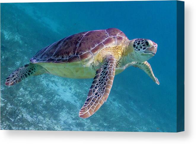 Animals Canvas Print featuring the photograph Follow Me by Lynne Browne