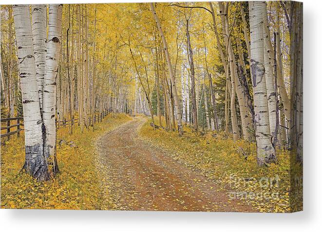 Fall Canvas Print featuring the photograph follow the Yellow Leaf Road by Melissa Lipton