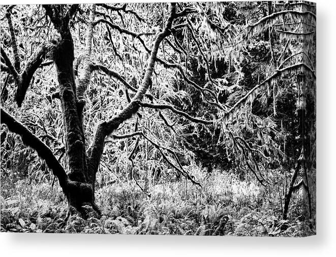 Trees Canvas Print featuring the photograph FOrest and the trees BW by Cathy Anderson