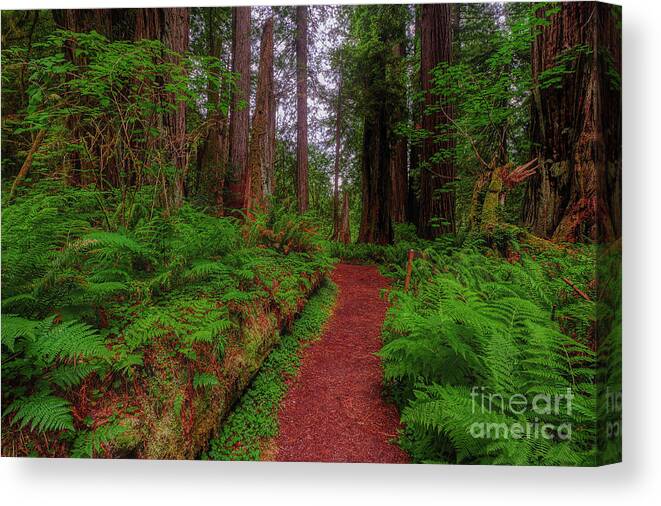 Shinrin-yoku Canvas Print featuring the photograph Forest bathing in Redwood trees TR10620 by Mark Graf