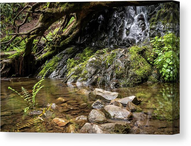 Forest Canvas Print featuring the photograph Forest Falls by Margaret Pitcher