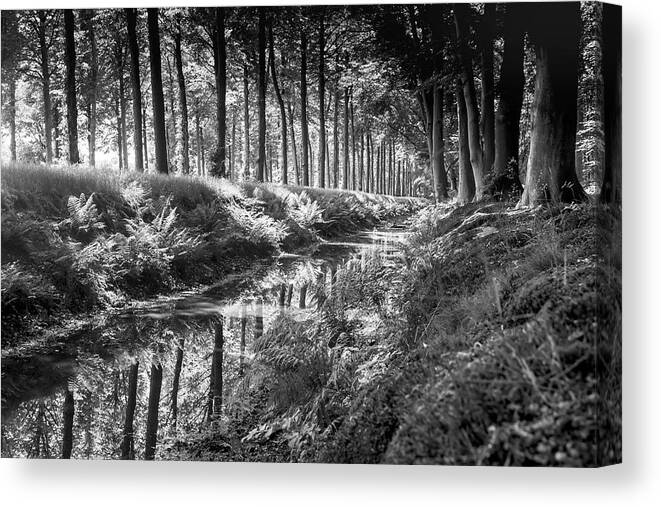 Black&white Canvas Print featuring the photograph Forest by MPhotographer