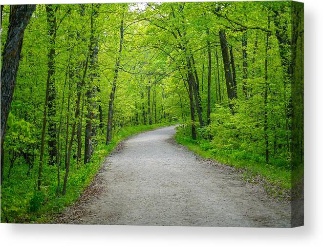 Forest Canvas Print featuring the photograph Forest Road by Susan Rydberg