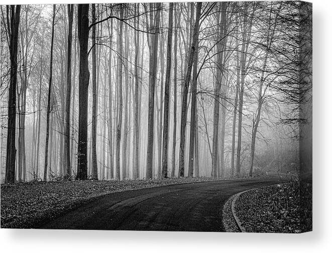 Road Canvas Print featuring the photograph Forest Road by Tito Slack
