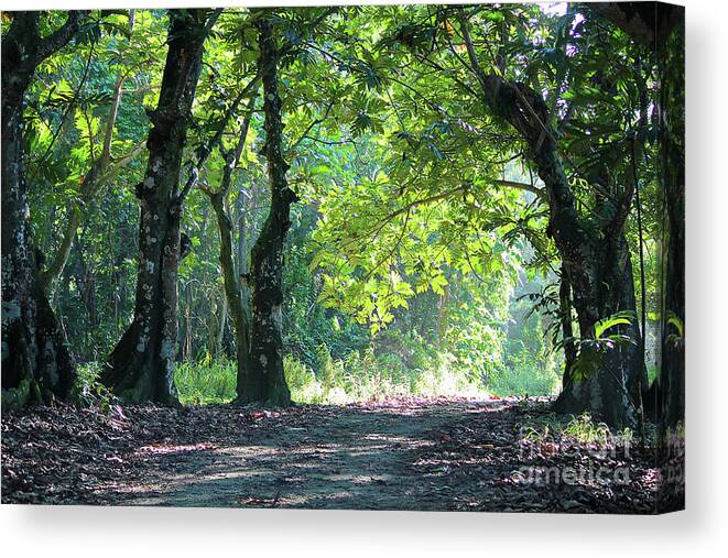 Nature Canvas Print featuring the photograph Forest Scene by On da Raks