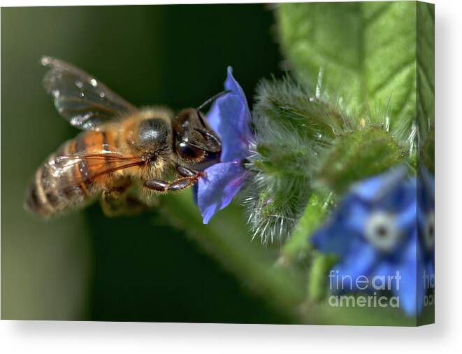 Nature Canvas Print featuring the photograph Forget me not feast by Stephen Melia