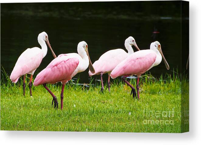 Roseate Spoonbill Canvas Print featuring the photograph Four Roseate spoonbills by L Bosco