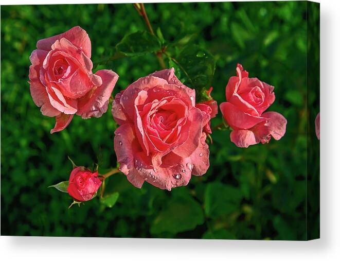 4 Deep Pink Roses Canvas Print featuring the photograph Four Roses by Sally Weigand