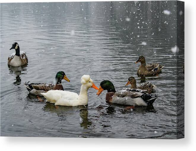 North America Canvas Print featuring the photograph Fowl Wedding by Melissa Southern