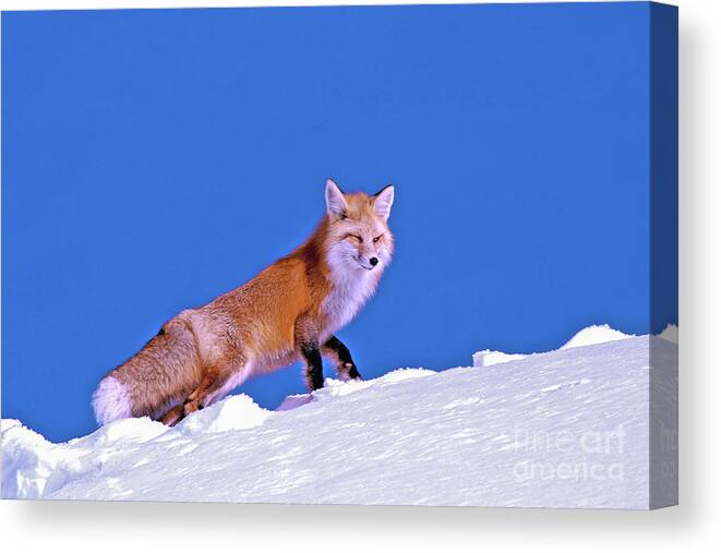 Fox Canvas Print featuring the photograph Fox In Snow by Gary Beeler