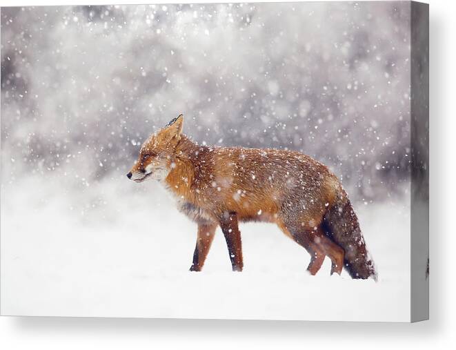 Fox Canvas Print featuring the photograph Fox in the snow series- Red Fox in a Snow storm by Roeselien Raimond