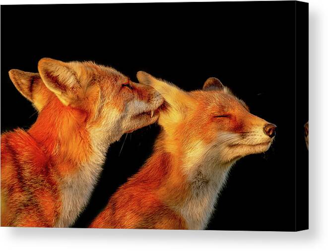 Fox Canvas Print featuring the photograph Fox Love Series - Sweet Nothings by Roeselien Raimond