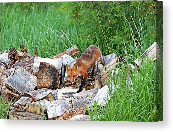 Fox Canvas Print featuring the photograph Fox In The Woodpile by Debbie Oppermann