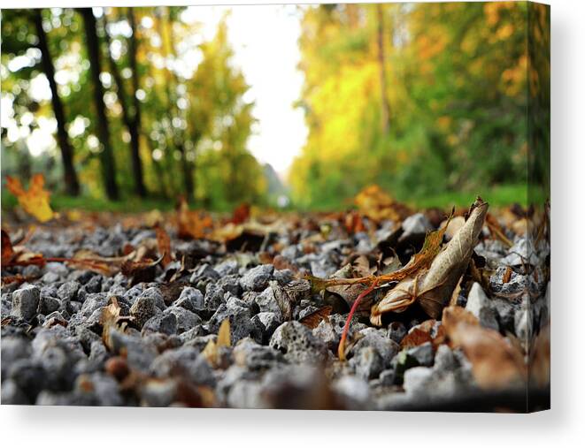Autumn Canvas Print featuring the photograph Freak of nature in czech road in forest by Vaclav Sonnek