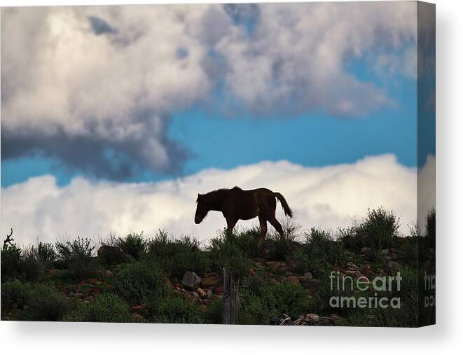 Cute Yearling Canvas Print featuring the photograph Free by Shannon Hastings