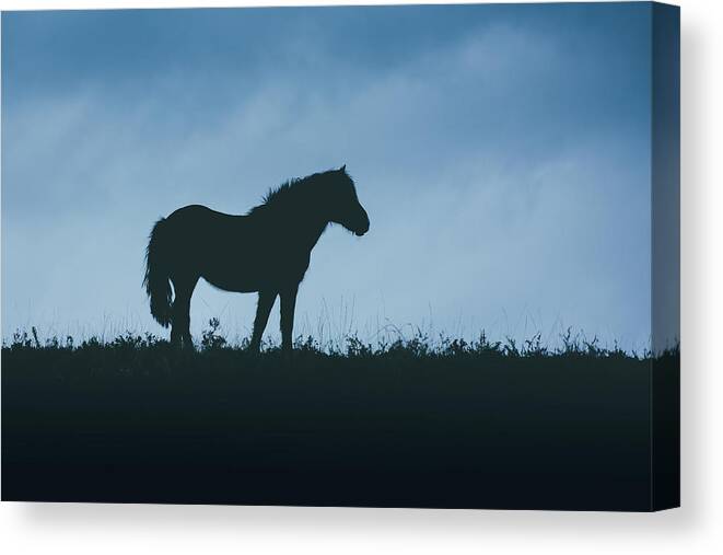 Horse Canvas Print featuring the photograph Free Spirit - Horse Art by Lisa Saint
