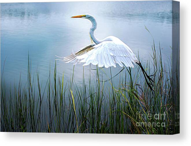 Blue Great Egret Canvas Print featuring the photograph Freedom in Flight by Amy Dundon
