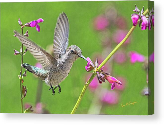 Humming Bird Canvas Print featuring the photograph Freeze by Dan McGeorge