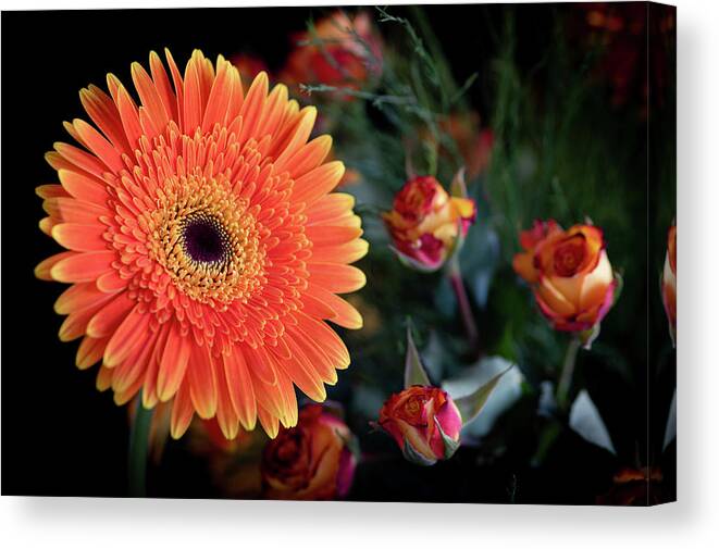 Daisies Canvas Print featuring the photograph Fresh beautiful orange daisy flower blossom. Blooming flower by Michalakis Ppalis