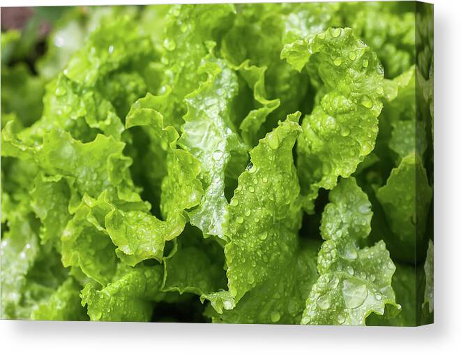 Farm Canvas Print featuring the photograph Fresh home grown organic green leaves of lettuce salad. Wet plant growing on kitchen-garden in countryside by Olga Strogonova