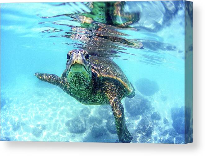Sea Canvas Print featuring the photograph friendly Hawaiian sea turtle by Sean Davey
