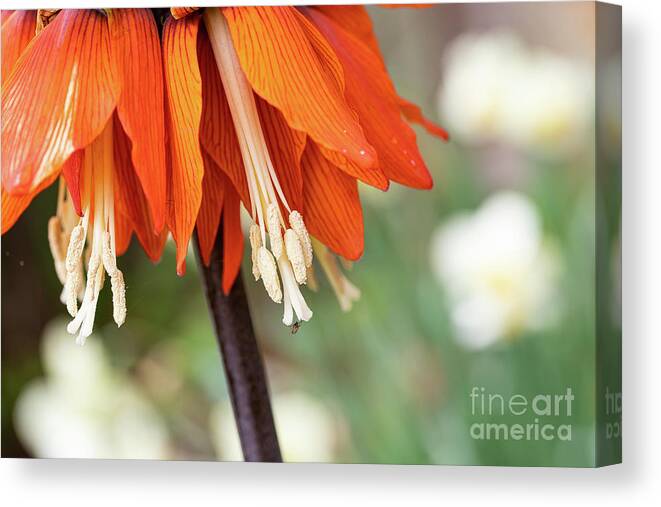 Blossoms Canvas Print featuring the photograph Fritillaria in Spring by Marilyn Cornwell