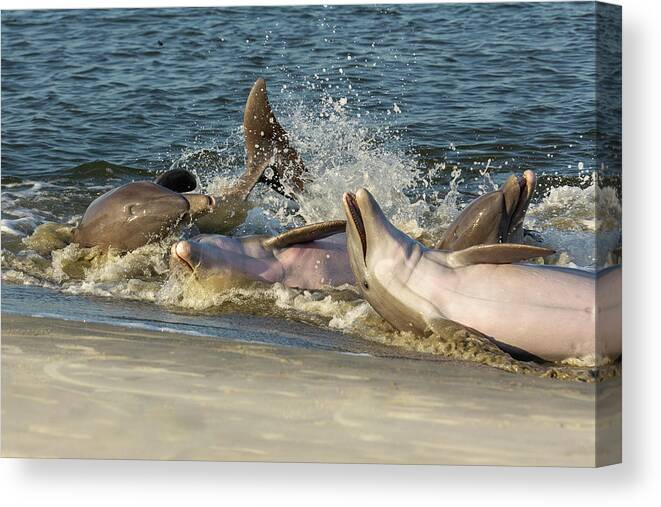 Dolphin Canvas Print featuring the photograph Frolicking by Patricia Schaefer