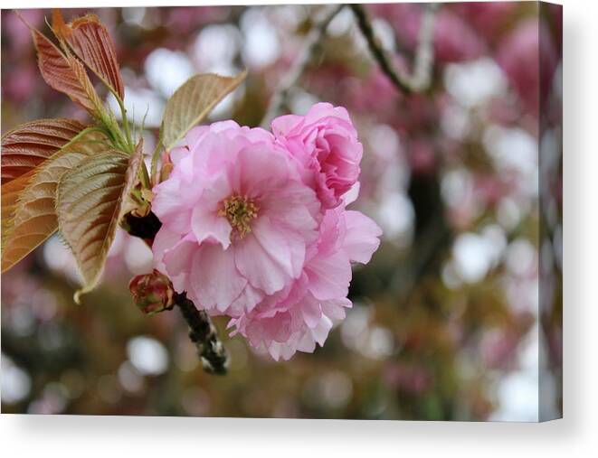Blossoms Canvas Print featuring the photograph From Petals to Leaves by Brenda Aberback