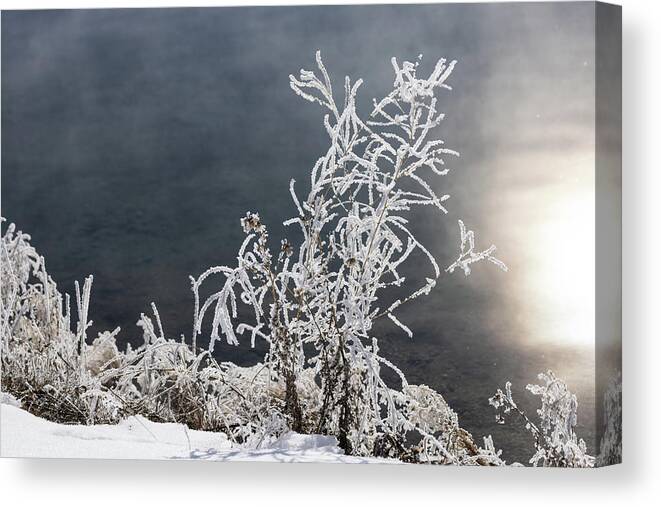 Jackson Hole Canvas Print featuring the photograph Frosty Grass by Cheryl Strahl