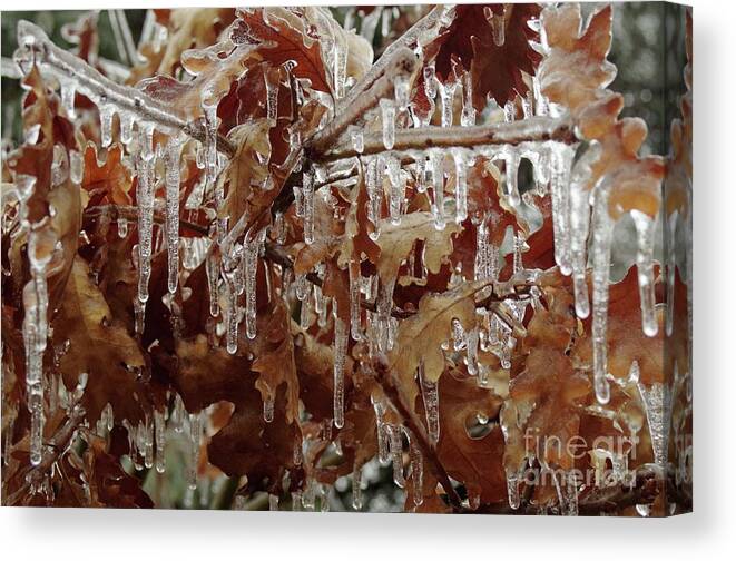 Ice Canvas Print featuring the photograph Frozen Oak by Randy Pollard
