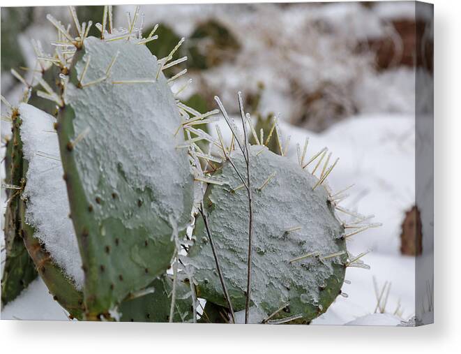Prickly Canvas Print featuring the photograph Frozen Prickly Pear by Steve Templeton