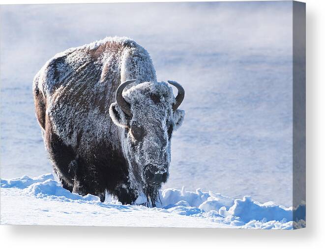 Bison Canvas Print featuring the photograph Frozen Bison by Linda Villers