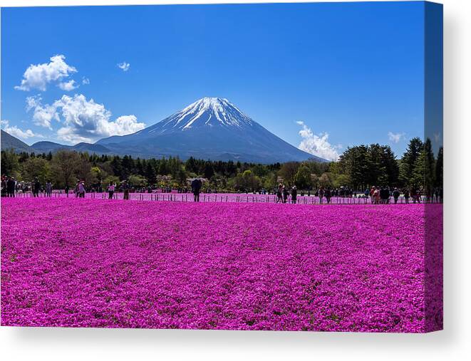 Scenics Canvas Print featuring the photograph Fuji Mountain and Pink Moss at Shibazakura festival in Japan. by Phutthiseth Thongtae