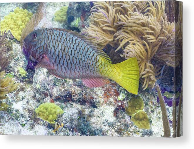 Fish Canvas Print featuring the photograph Fully Armored by Lynne Browne