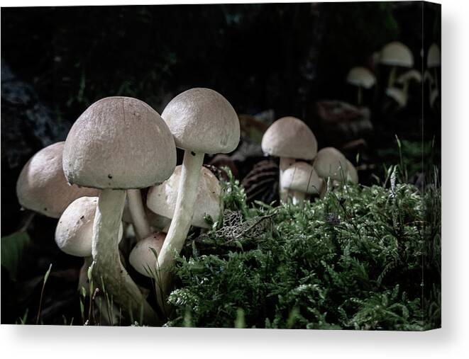 Fungi Canvas Print featuring the photograph Fungi by Andreas Levi
