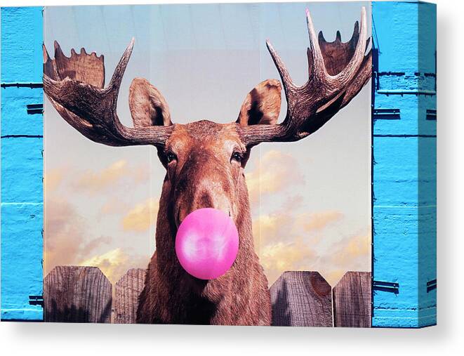 Funky Moose Canvas Print featuring the photograph Funky Moose by Patty Colabuono