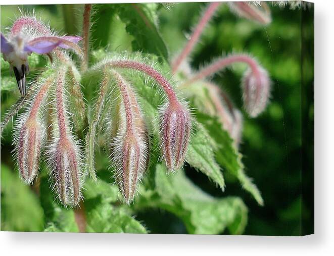 Borago Canvas Print featuring the photograph Fuzzy edible borage flowers or starflower by Steve Estvanik